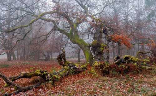 Beech in Hutewald Halloh, Hesse, Germany
