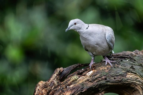 Eurasian Collared Dove (Strptopelia decaocto), Emsland, Lower Saxony, Germany
