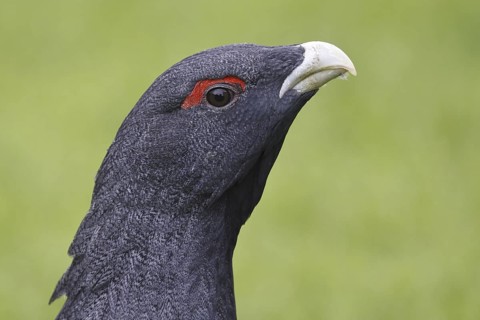 Western Capercaillie (Tetrao urogallus), Asturias, Spain