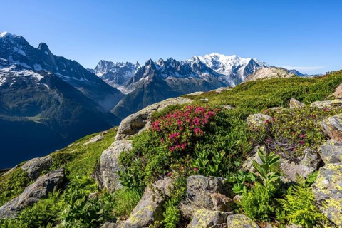 Mountain landscape with alpine roses, mountain panorama of the Mont Blanc massif with glaciated