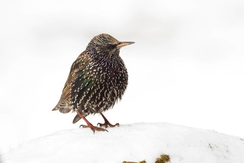 Common Starling (Sturnus vulgaris) perched on snow, Bavaria, Germany