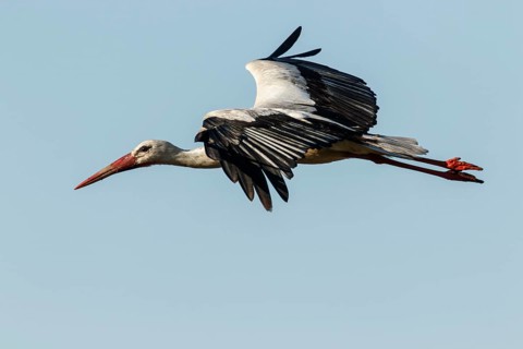 White Stork (Ciconia ciconia), flying, Galicia, Spain