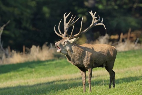 Red deer (Cervus elaphus) during the rutting season, a large stag roaring in a forest clearing,
