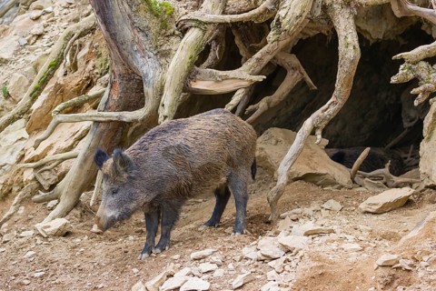 A wild boar (Sus scrofa) rests in front of a den