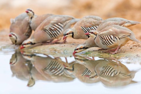 Chukarhuhn, Chukar, Chukar Partridge, Alectoris chukar, Perdrix choukar, Perdiz Chucar