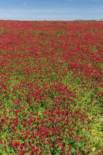 Flowering field of Trifolium incarnatum, crimson clover or Italian clover. This clover is used as