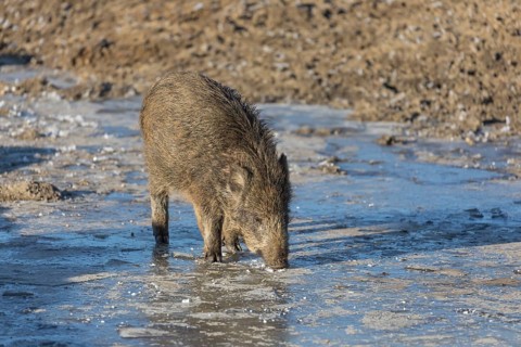 Wild boar or wild pig (Sus scrofa), walking on ice