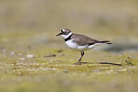 Little Ringed Plover (Charadrius dubius), standing in silt, Aue nature reserve, Reussegg, Sins,