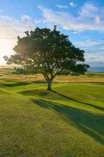 A tree at sunset in a meadow with long shade and sea views, golf course, North Berwick, East