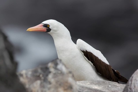 Nazca Booby (Sula granti), Galapagos, Ecuador