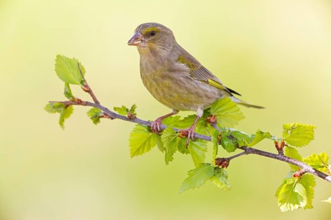 Greenfinch, (Carduelis chloris), Chloris chloris, animals, birds, subfamily of goldfinches and
