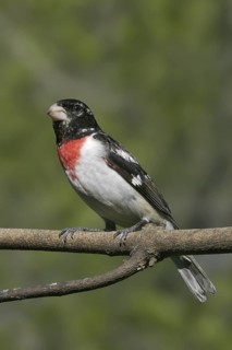 Rose-breasted Grosbeak (Pheucticus ludovicianus), Maine, USA