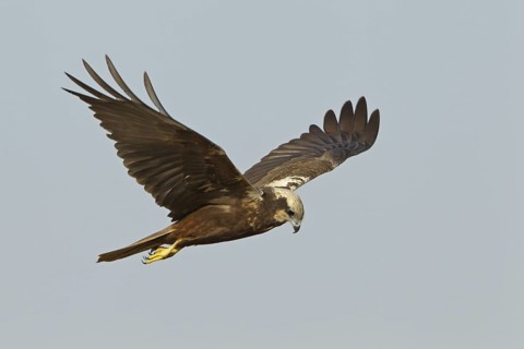 Western Marsh Harrier (Circus aeruginosus) female flying, Rhineland-Palatinate, Germany