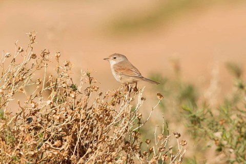 Spectacled Warbler (Sylvia conspicillata) female, Morocco