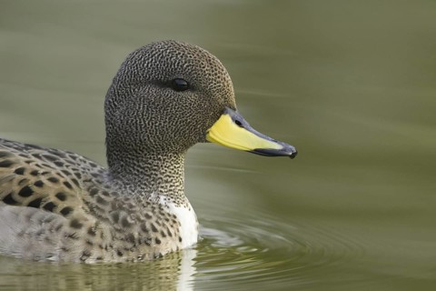 Yellow-billed Teal (Anas flavirostris), Argentina