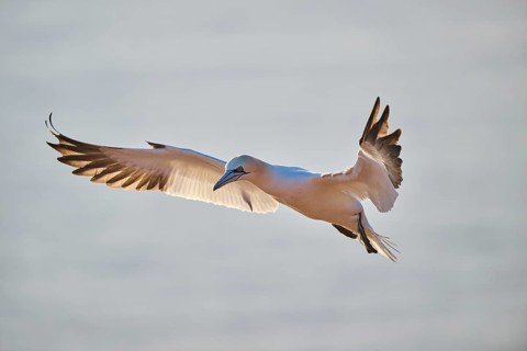Northern gannet (Morus bassanus) flying over the sea at sunset, wildlife, Helgoland, Germany