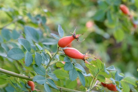 Vitamin Rose (Rosa 'PiRo 3'), EGA Park, Federal Republic of Germany