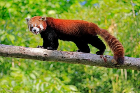 Western Red panda Ailurus fulgens), adult, on tree trunk, captive, Himalayas, Central Asia