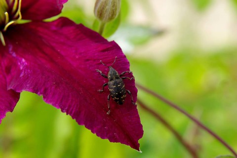 Spruce weevil (Hylobius abietis), antennae, coloured, petal, top view of brown-yellow beetle