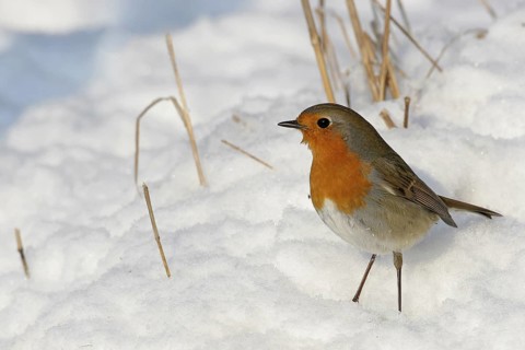 European Robin (Erithacus rubecula), Rhineland-Palatinate, Germany
