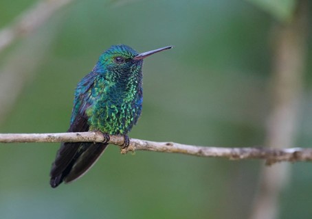 Blue-chinned Sapphire (Chlorestes notata), Asa Wright, Trinidad