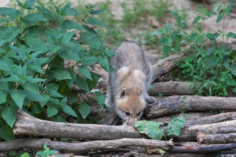 One four weeks old Arctic wolf cub (Canis lupus arctos) walking over dry forest ground between logs