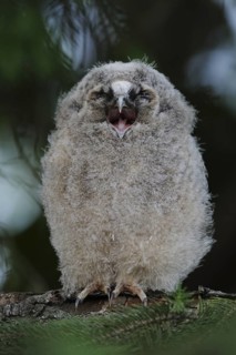 Tawny Owl (Strix aluco) juvenile perched on a branch, North Rhine-Westphalia, Germany