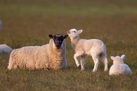 Domestic sheep (Ovis aries) adult ewe farm animal and two juvenile baby lambs in a grass field,