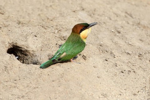 Chestnut-headed Bee-eater (Merops leschenaulti) fledgling at breeding cavity, Penang, Malaysia