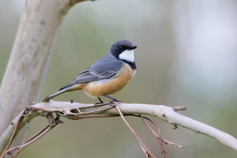 Rufous Whistler (Pachycephala rufiventris) male, Victoria, Australia