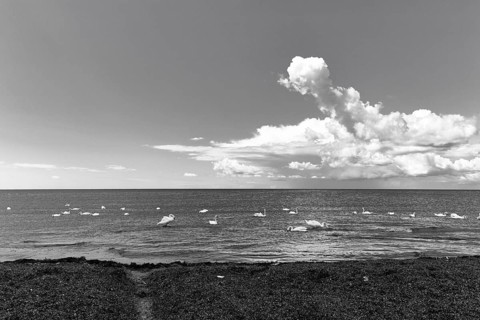 Silted swans swim and stand in shallow water, calm seascape with gentle waves, cumulus in summer,