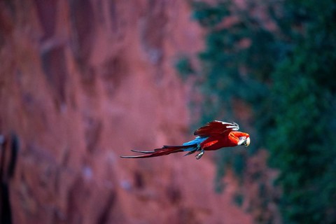 Red-and-green macaw (Ara chloropterus) Buraco das Araras Brazil