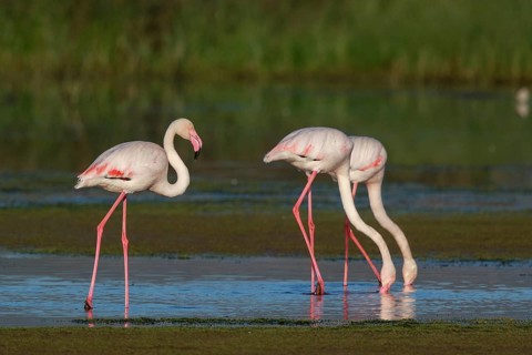 Greater Flamingo (Phoenicopterus roseus) group foraging in shallow water, Greece