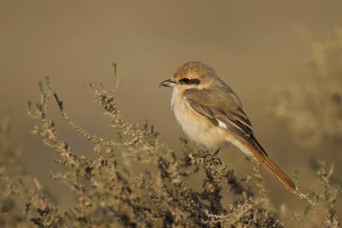 Isabelline Shrike (Lanius isabellinus) male, Oman