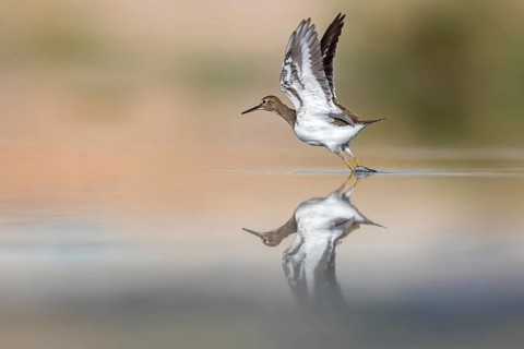 Common sandpiper, sandpiper (Actitis hypoleuco), biotope, habitat, foraging, Raysut, Salalah,