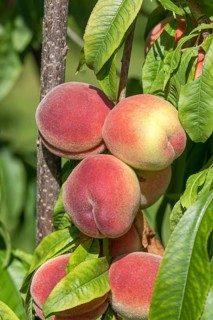 Peach (Prunus persica 'Benedicte'), Grüne Aue 7, Germany