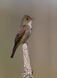 Olive-sided Flycatcher (Contopus cooperi), Michigan, USA