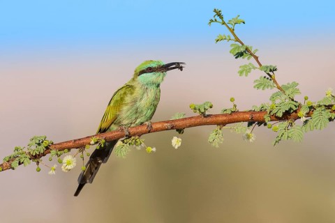 Green Bee-eater (Merops orientalis) with bee prey in beak, Eilat, Israel
