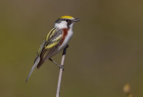 Chestnut-sided Warbler (Setophaga pensylvanica) male, Michigan, USA
