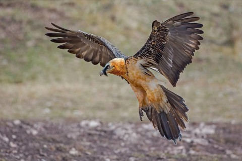 Bearded Vulture (Gypaetus barbatus) flying, Catalonia, Spain