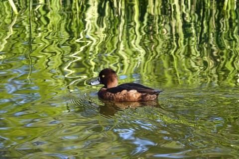 Tufted duck on a lake, May, Germany