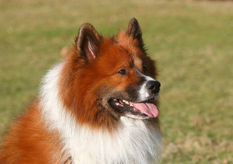 Large Elo (Canis lupus familiaris), male 3 years portrait, side view, North Rhine-Westphalia,