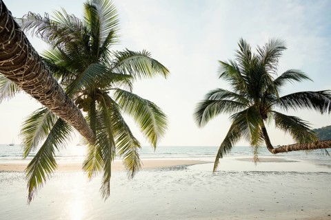 Sandy beach beach with coconut palms, Khlong Chao Beach, sunset, Koh Kood, Koh Kut, Gulf of