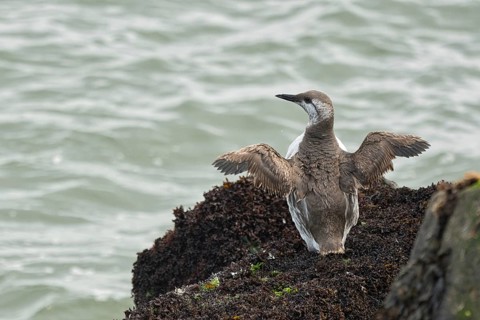 Common Murre (Uria aalge) juvenile, Schleswig-Holstein, Germany