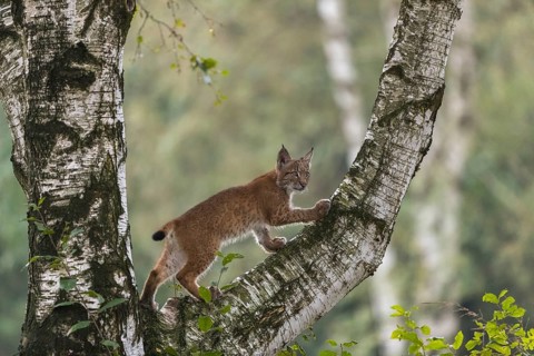 One young Eurasian lynx, (Lynx lynx), climbing up a birch tree, a forest in the background
