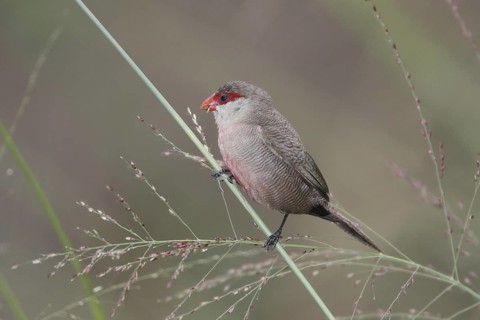 Common Waxbill (Estrilda astrild), Masai Mara, Kenya