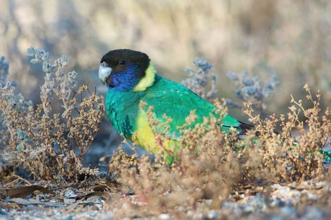 Australian Ringneck (Barnardius zonarius zonarius) perched on the ground feeding on seeds, Northern