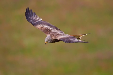 Red Kite (Milvus milvus) flying, Hesse, Germany