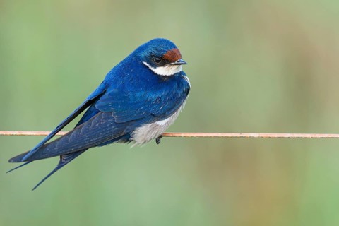 White-throated Swallow, (Hirundo albigularis), Swallow family, Animals, Birds, Swallow, Roosting