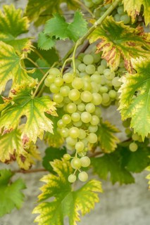 Grapevine (Vitis 'Fanny'), Saxon State Office for Environment, Agriculture and Geology, Federal